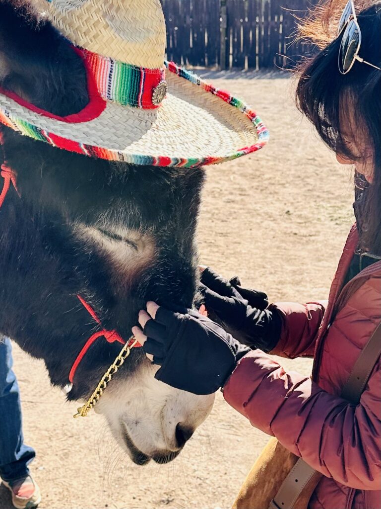 Reiki Therapy for Animals
