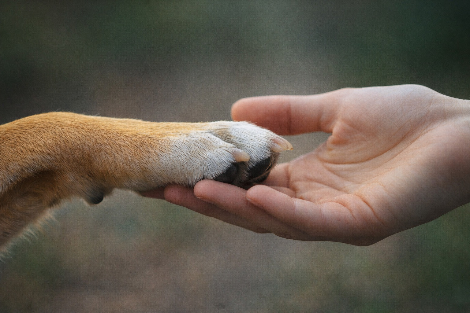 Animal Reiki Classes
